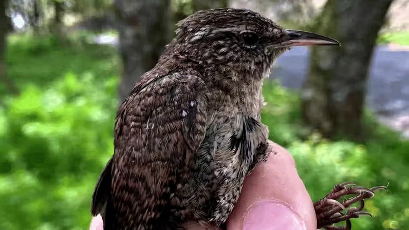 As maiores carriças encontradas na ilha escocesa de St Kilda têm mais do que o dobro do tamanho das menores carriças que habitam a Grã-Bretanha continental