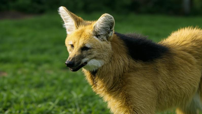 Lobo-guará aparece em câmera de monitoramento e reforça conservação em parque dos Campos Gerais (imagem ilustrativa). (Foto: Denis Ferreira Netto/Governo do Paraná)