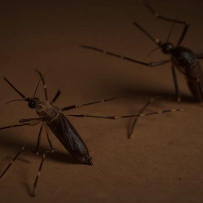 Pesquisa reúne 7 países, incluindo Brasil, para vacina contra chikungunya