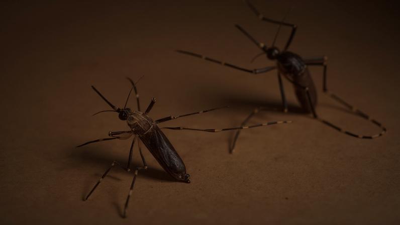 Além da chikungunya, o mosquito Aedes aegypti também transmite dengue, zika e febre amarela — Foto: Instituto Pasteur / Felix Hol, Blaise Daures e Louis Lambrechts