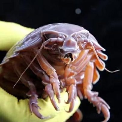 Cientistas revelam como este animal fica 5 anos sem se alimentar