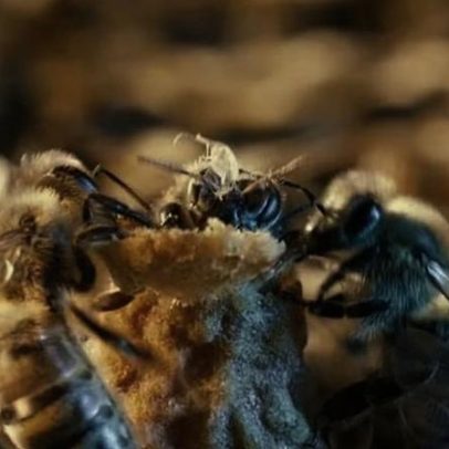 Estudo revela berçário real na colmeia e nascimento da rainha
