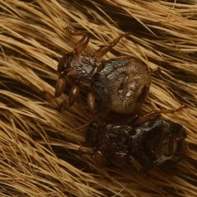 Mosca sacrifica a própria visão para se alimentar ao encontrar vítima