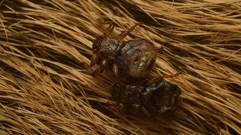 Mosca parasita abre mão da própria visão após encontrar hospedeiro, revela estudo.