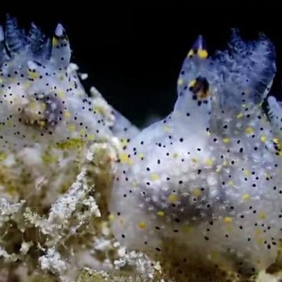 Nova espécie de lesma marinha do tamanho de um grão de arroz é descoberta