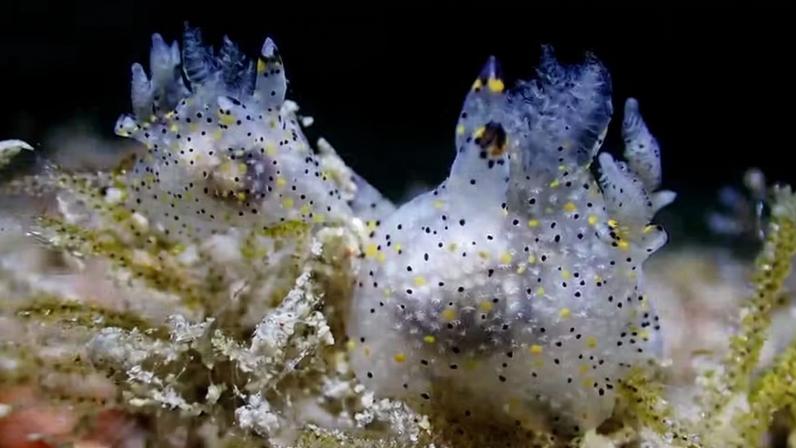 Dois indivíduos da nova espécie Thecacera sesama se alimentando de um briozoário — Foto: Ho-Yeung Chan et al., 2026