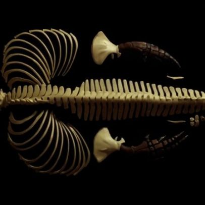 Cientistas criam modelo 3D detalhado do mamífero marinho mais ameaçado do mundo