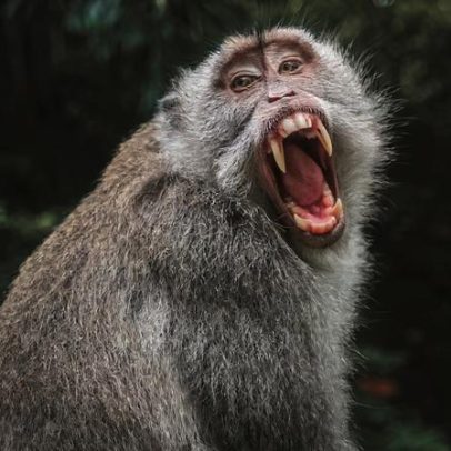 Mordida de macaco pode transmitir raiva e outras doenças, afirma biólogo