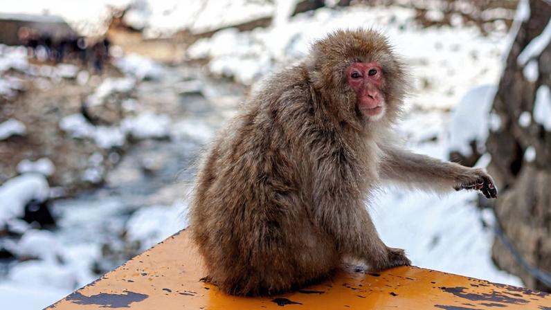 Foto colorida de macaco em região fria, com neve - Metrópoles.l
