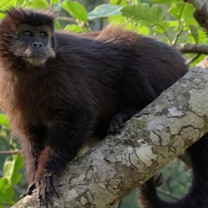 Macacos da Amazônia contraem hepatite B humana em áreas degradadas