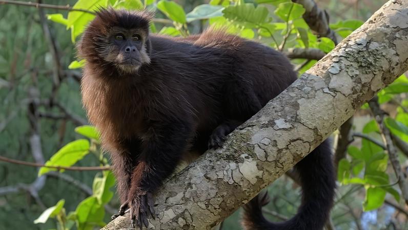 Os macacos-prego (Sapajus) estão entre as espécies que testaram positivo para o vírus da hepatite B humana