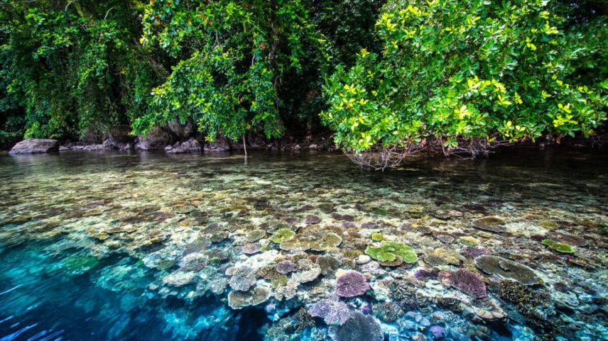 Mangroves and coral reef in Papua New Guinea. Image by Matt Curnock / Ocean Image Bank.