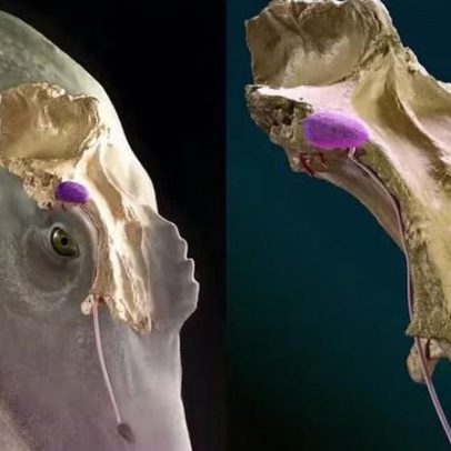 Estudo aponta razões para ausência de dinossauros marinhos