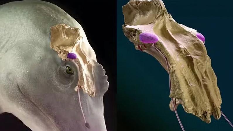 O espinossauro, um dinossauro não-aviano, pode ter tido glândulas de sal em uma posição semelhante a dos únicos dinossauros vivos hoje: as aves