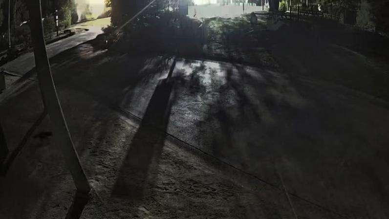 A marsupial Mary, correndo por uma rua da Gold Coast, na Austrália, após eescapar de parque