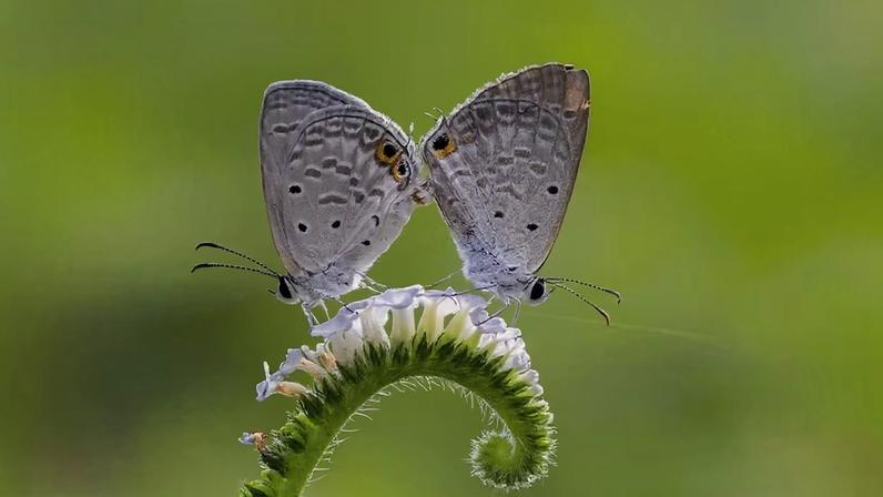 Borboletas (Euchrysops cnejus) copulando — Foto: Anitava Roy via Wikimedia Commons