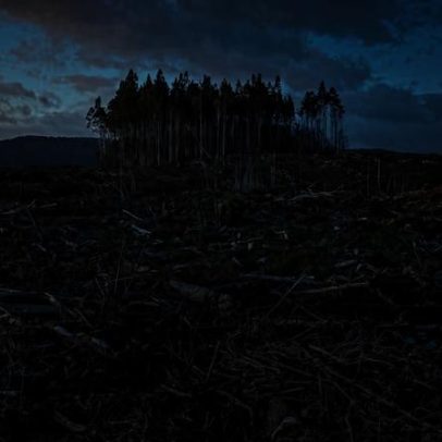 Desmatamento aumenta risco econômico para o agronegócio brasileiro.