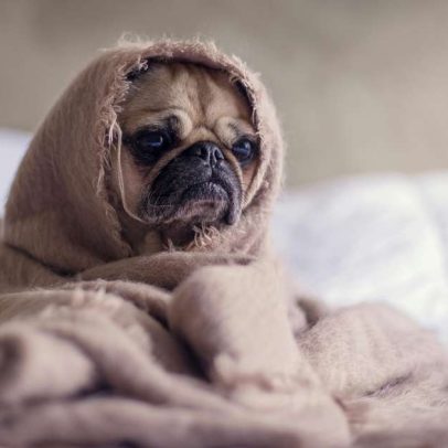 Cachorro sente frio? Saiba quando vestir o pet e quais cuidados.