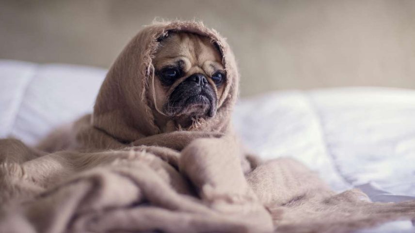 Cuidados com cachorro no frio