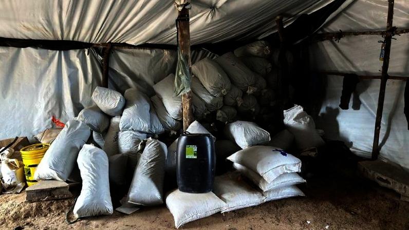 Megaoperação da Polícia Civil descobre superplantação de maconha e apreende 1,8 tonelada da droga em Francisco Sá