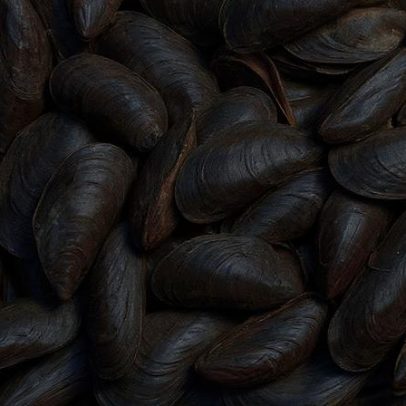 Mexilhões podem acumular microplásticos e transmiti-los a humanos