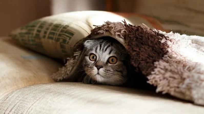 Doença letal em gatos acendeu alerta em cidades paulistas — Foto: Mikhail Vasilyev/Unsplash