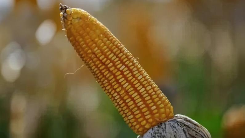Cotações futuras tiveram baixas devido à queda do preço do petróleo bruto