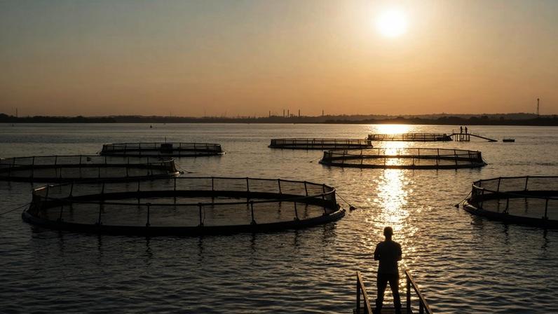 Ministério da Pesca autoriza missão técnica no Paraguai para fomento da tilapicultura