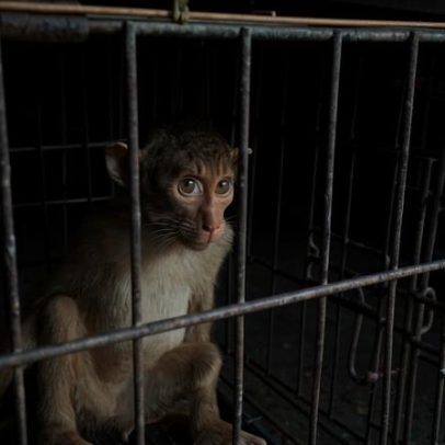 Cúpula global inédita na Indonésia discute combate à crueldade animal