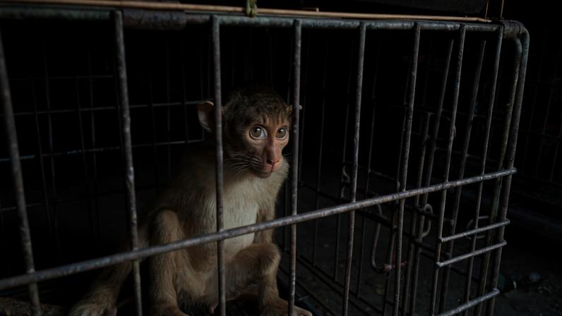 A macaque in a pet market in Jakarta.
