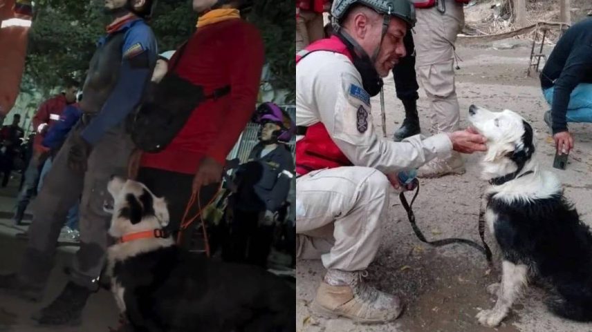 Cachorro Tsunami em ação durante operação de resgate na Venezuela (Foto: Reprodução/Instagram)