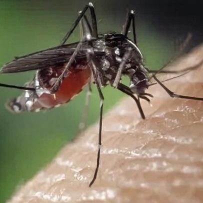 IA mapeará dengue por bairros de São Paulo com previsão de surtos