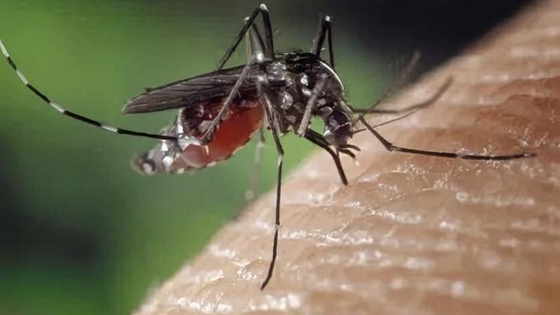 Dengue, chikungunya e zika são vírus transmitidos pelo mosquito Aedes aedypti
