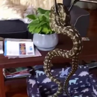 Família encontra cobra atrás da TV; vídeo mostra a situação