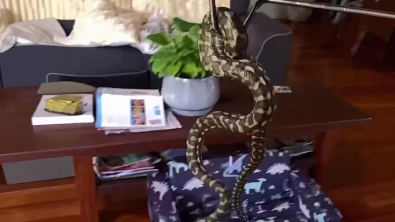 Animal de grande porte estava escondido atrás do aparelho