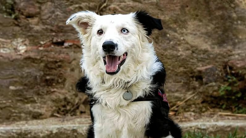 O border collie Tsunami, de 9 anos, virou herói nacional após ajudar a localizar 12 pessoas com vida sob os escombros de prédios na Venezuela