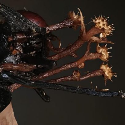 Parasita que consome fungos zumbis é encontrado na Malásia