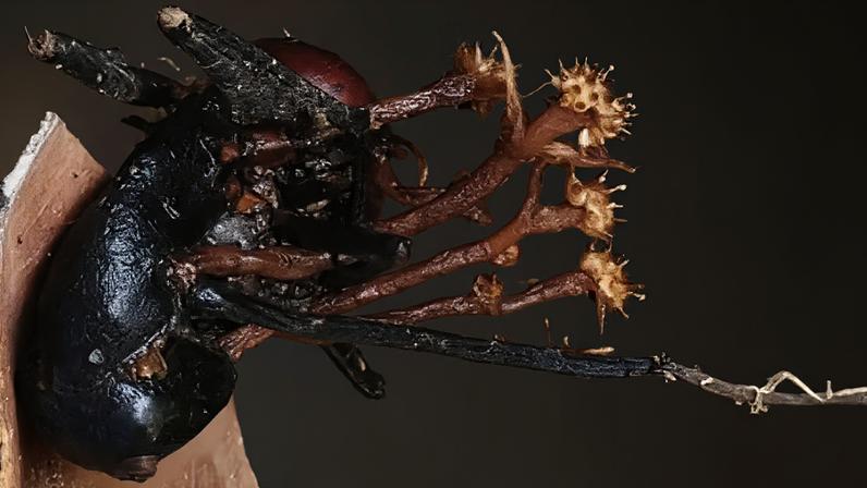 Pleurocordyceps cornusynnemata crescendo em uma formiga morta — Foto: Universiti Malaysia Sabah