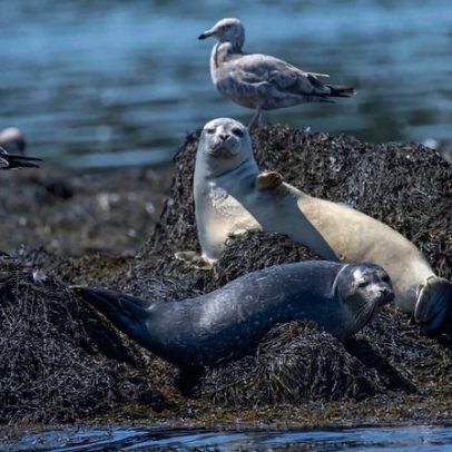 Pesca e pesquisa climática sofreriam impactos no orçamento proposto de Trump