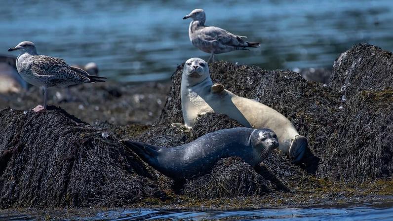 Pesca e pesquisa climática sofreriam impactos no orçamento proposto de Trump