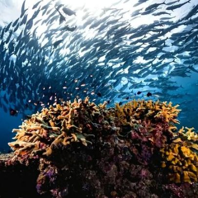 Meta de 30% dos oceanos até 2030 ganha US$ 260 mi da Bloomberg Philanthropies