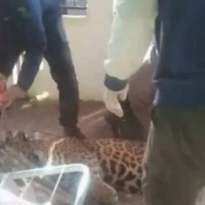 Homem flagra onça debaixo de lençóis em Foz do Iguaçu