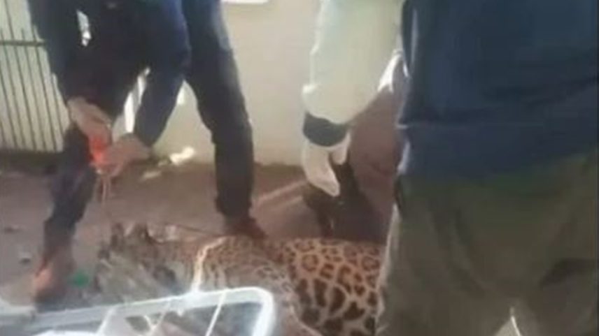 Imagem colorida de onça avistada em quintal