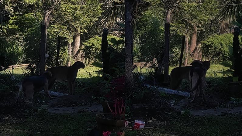 Rastros do felino foram encontrados, porém os vestígios foram perdidos em uma área de vegetação densa, o que impossibilitou a localização do animal