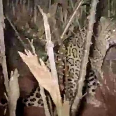 Onça-pintada ronda casa de família durante a madrugada no Paraná