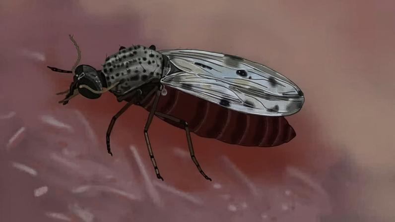 Ilustração do inseto transmissor do vírus oropouche, o 'Culicoides paraensis' — Foto: Ademildo Mendes