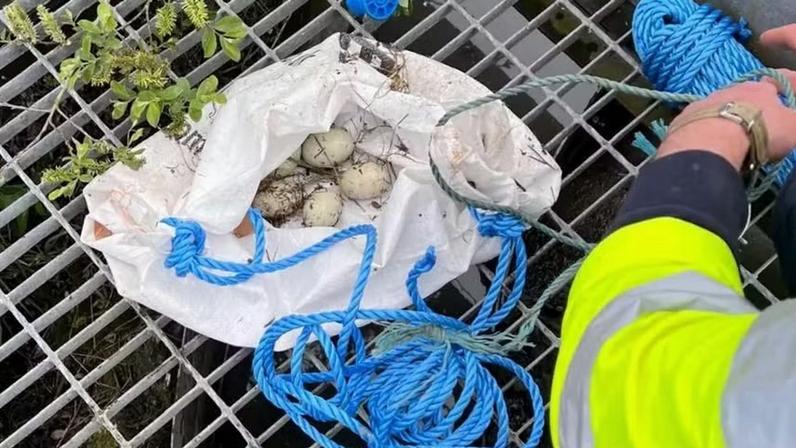 Os ovos foram coletados por funcionários de uma estação de tratamento de esgoto que improvisaram um saco plástico e uma haste para a missão de resgate