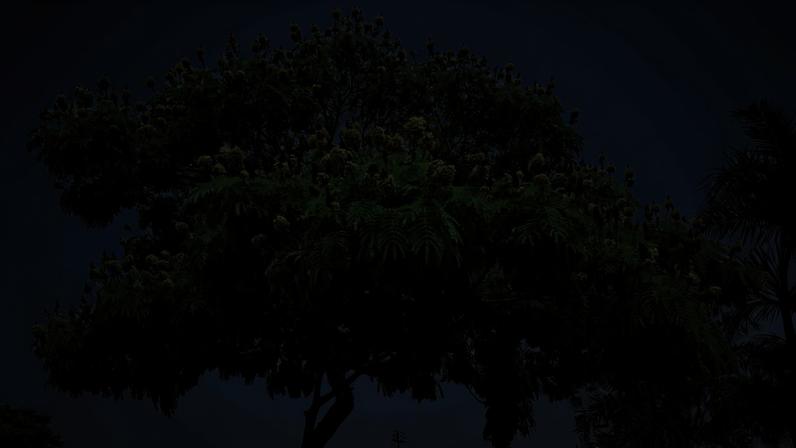 Escolher a espécie certa para trazer sombra ao jardim envolve a avaliação do ritmo de crescimento da espécie, da densidade da copa e da força de suas raízes