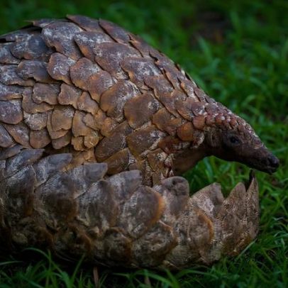 Dois traficantes de pangolins na África do Sul condenados a oito anos de prisão