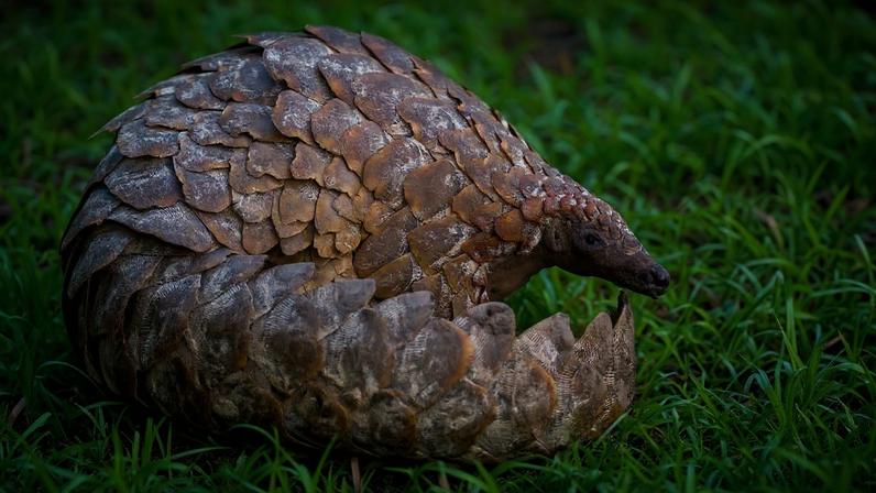 Dois traficantes de pangolins na África do Sul condenados a oito anos de prisão